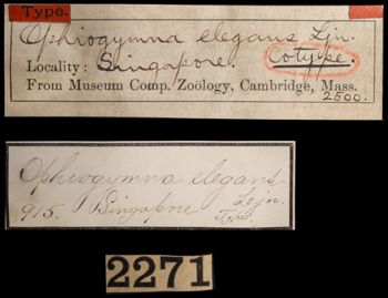 Media type: image;   Invertebrate Zoology OPH-2500 Aspect: labels